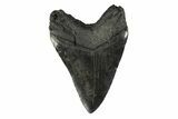 Fossil Megalodon Tooth - South Carolina #239762-2